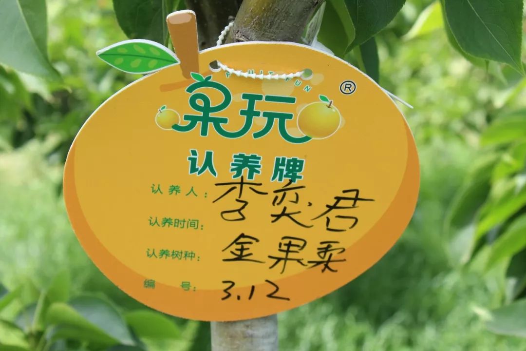 不要再空挂念,快点进来看看你认养的专属果树长啥样了_果玩君