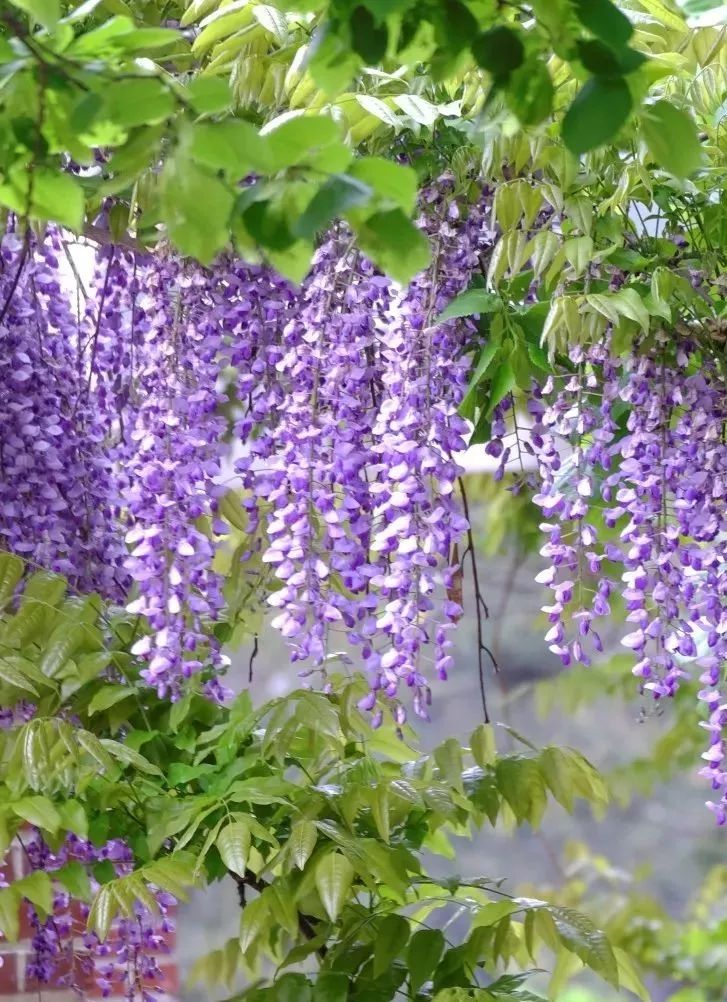 紫色一串串垂下来的花图片