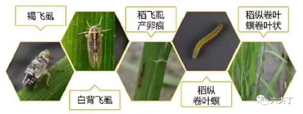 提醒| 当前水稻两迁害虫发生严重,请切实做好防控工作