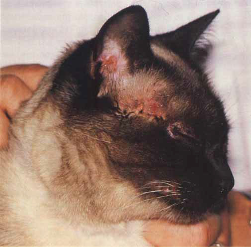 过敏带来的皮肤症状会导致猫咪一直抓挠.