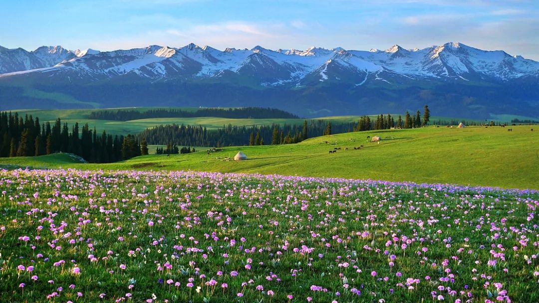 大美新疆!草原花海,春天才刚开始!