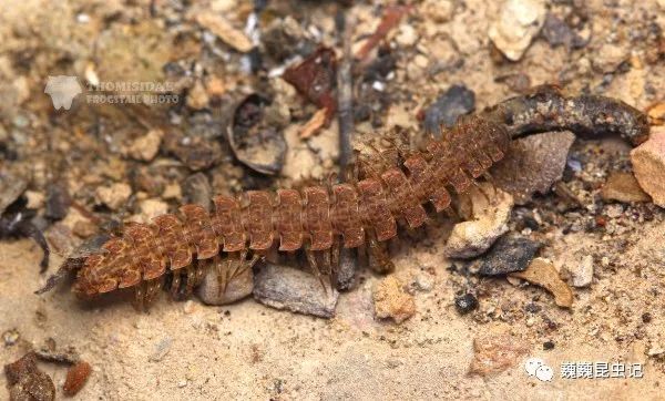 虫趣点滴深圳千足虫图鉴20