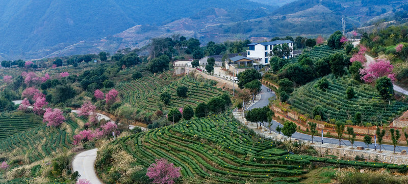 安溪评选首批12座名茶山,评选"十大金牌茶庄园",建设22家茶香人家.