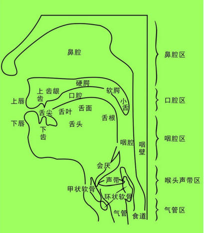 哪些器官支持言語的發展