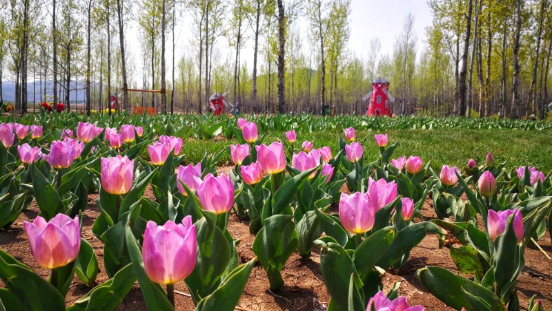 延边州首届荷兰郁金香花海节正式开园