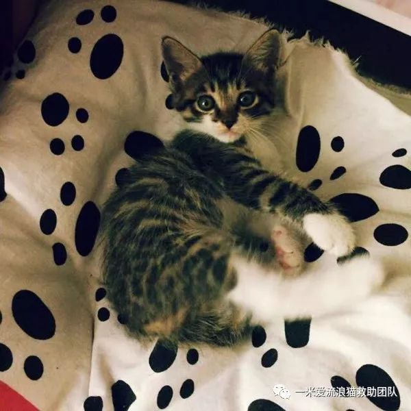 狸花噬元兽上线它是中国的纯种猫它的名字是dragonli三花猫征集中