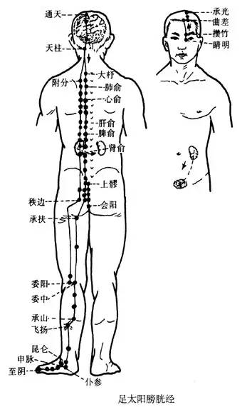 小秘密十一:臀横纹中央所属经络:足太阳膀胱经