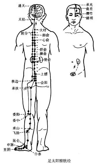 女性臀部6条经络图图片