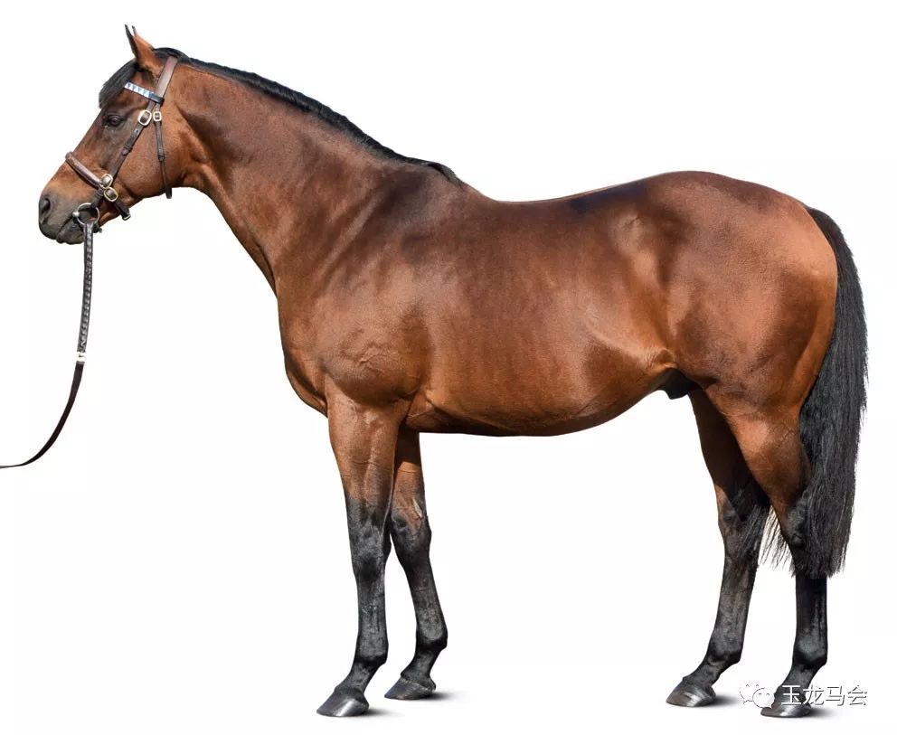 78匹高品质"现役赛驹"静候伯乐