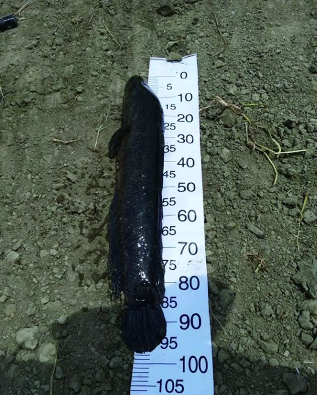 体长95厘米巨黑被擒这就是雷强钓法的魅力所在