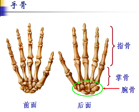 最特殊,一个囊内包三组肱桡肱尺桡尺近,桡环韧带尺桡副屈肘三角伸直线