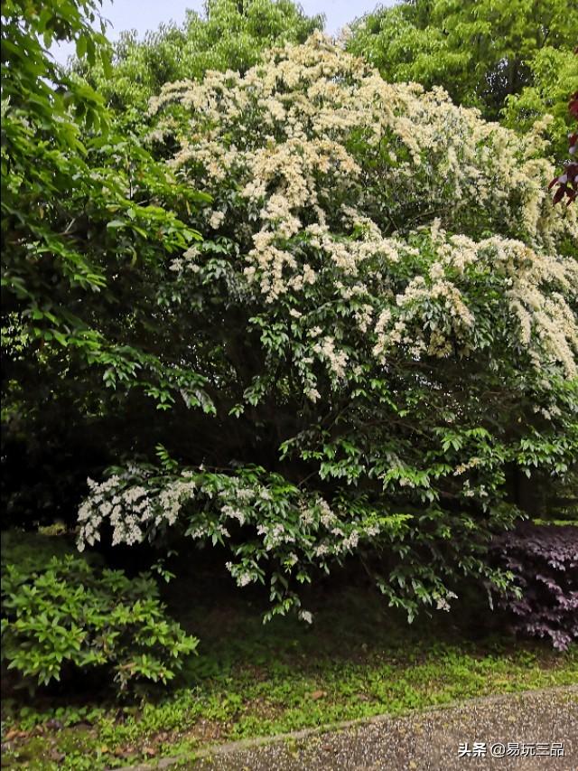 09.注释:三省,三,次数也.省,反省也,即曾子"吾一日三省吾身"之意.