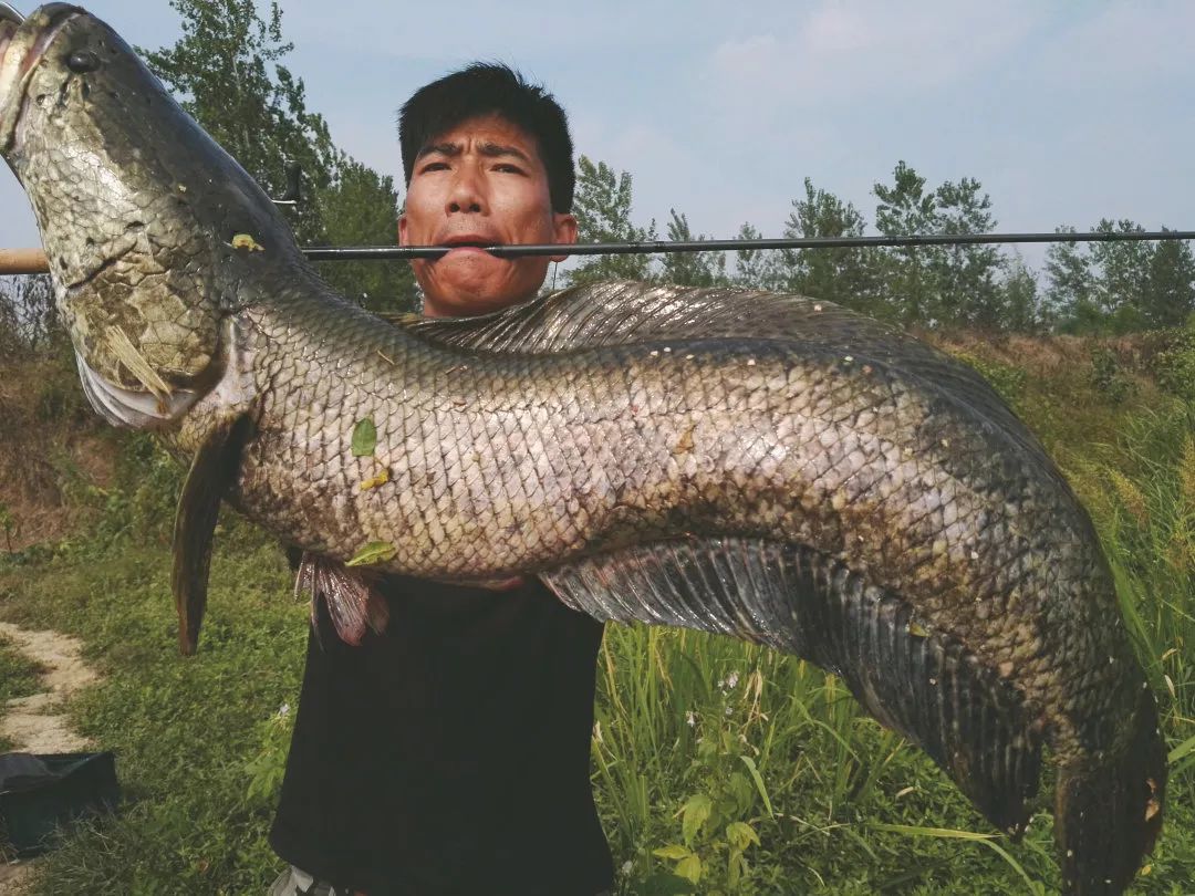 當天擒獲的最大黑魚擒獲這尾大黑魚之後,賈兵回想一下剛才中魚時的