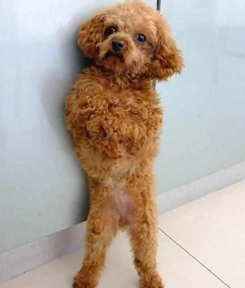 有时候狗太聪明也不是一件好事这三种情况不要叫泰迪的名字