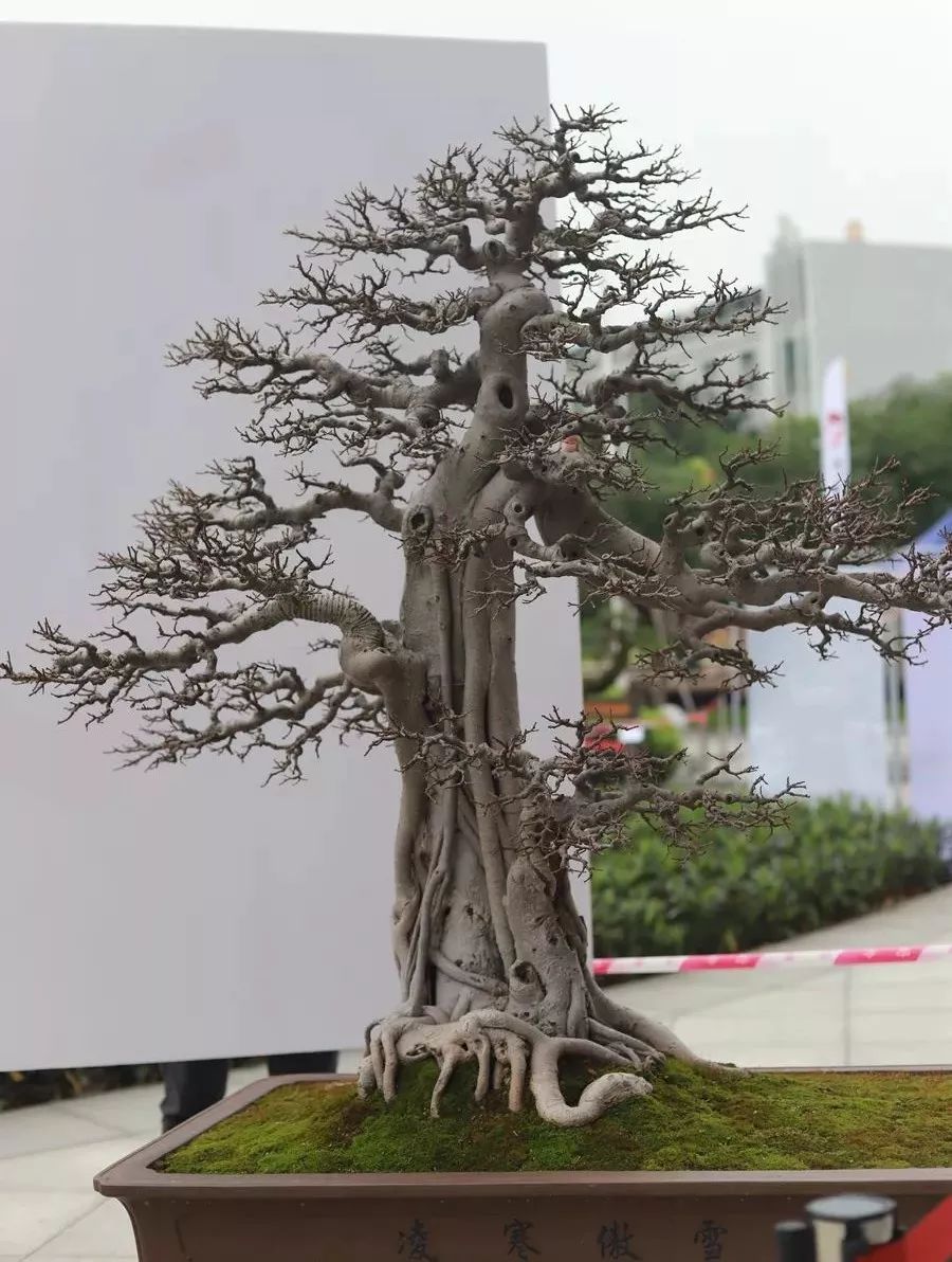 2019盆景创新博览会大师艺术家精品盆景赏析