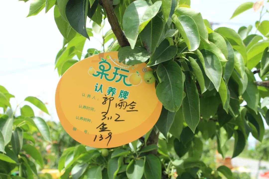 不要再空挂念,快点进来看看你认养的专属果树长啥样了_果玩君