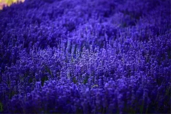 伊犁河谷里的薰衣草紫惊艳了整个夏天