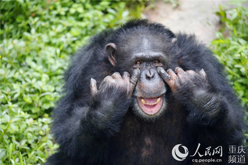 看动物"秀"灿烂笑容 哪一个萌到你?