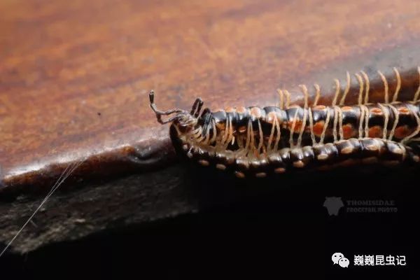 虫趣点滴深圳千足虫图鉴20