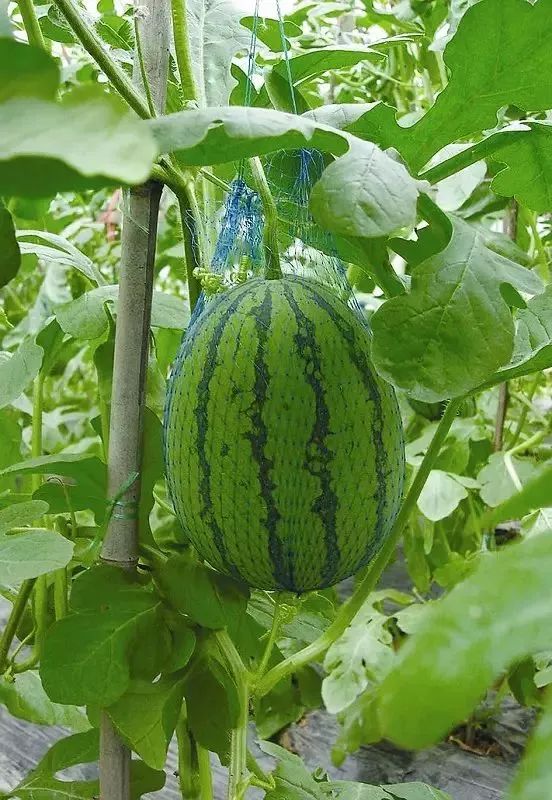 西瓜化瓜,裂瓜,空心瓜原因大汇总!找准原因早防治