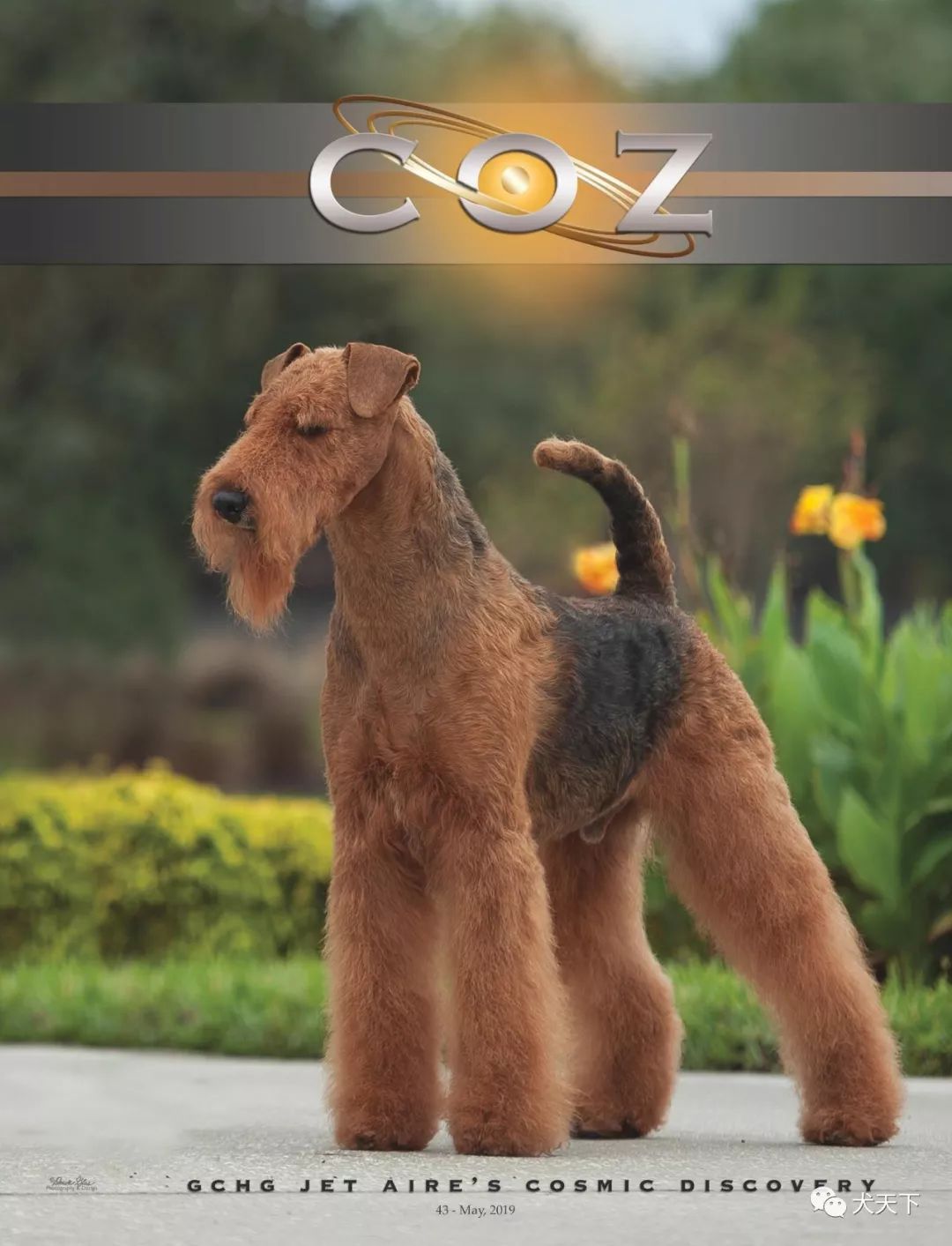 每日一王者"coz"——漂亮,出众的美国akc万能梗佼佼者,美国国家单独展