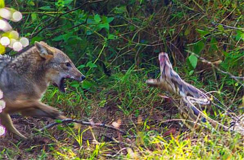 胡狼潜伏在一片绿地里面,就这样静静的看着,一定是发现了什么比较吸睛