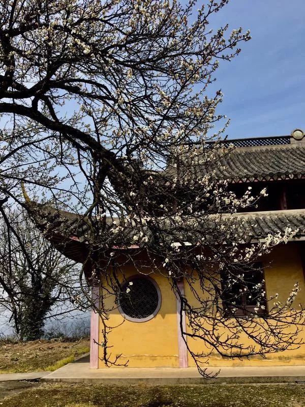 清隐寺之孤傲老梅▏作者韩国强