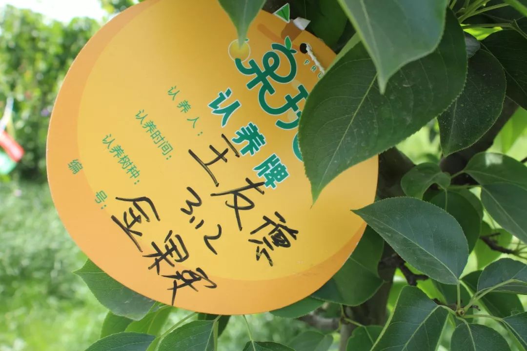 不要再空挂念,快点进来看看你认养的专属果树长啥样了