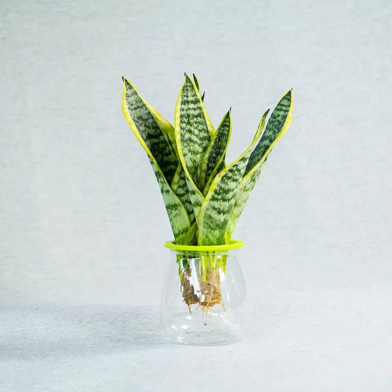 虎皮兰水培更精美 如何养好水培虎皮兰