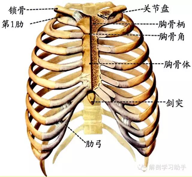 称浮肋,前端游离肌肉中三至七肋与体连,八至十肋成肋弓一肋连于胸骨柄