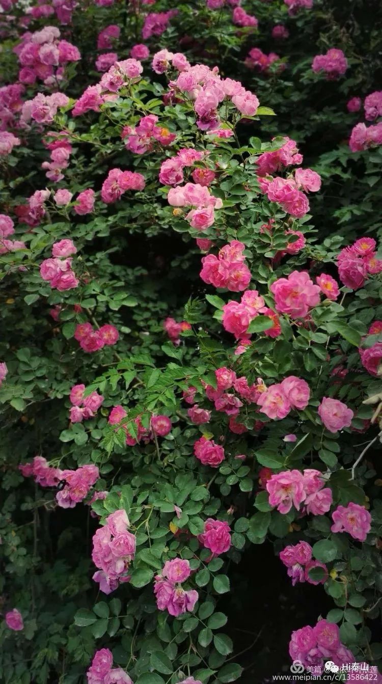 "至明清蔷薇品种迭出,明《群芳谱》曰:"蔷薇有朱蔷薇,荷花蔷薇,刺梅堆