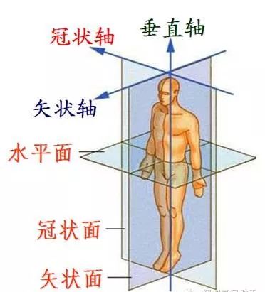 实用人体解剖歌诀果断收藏