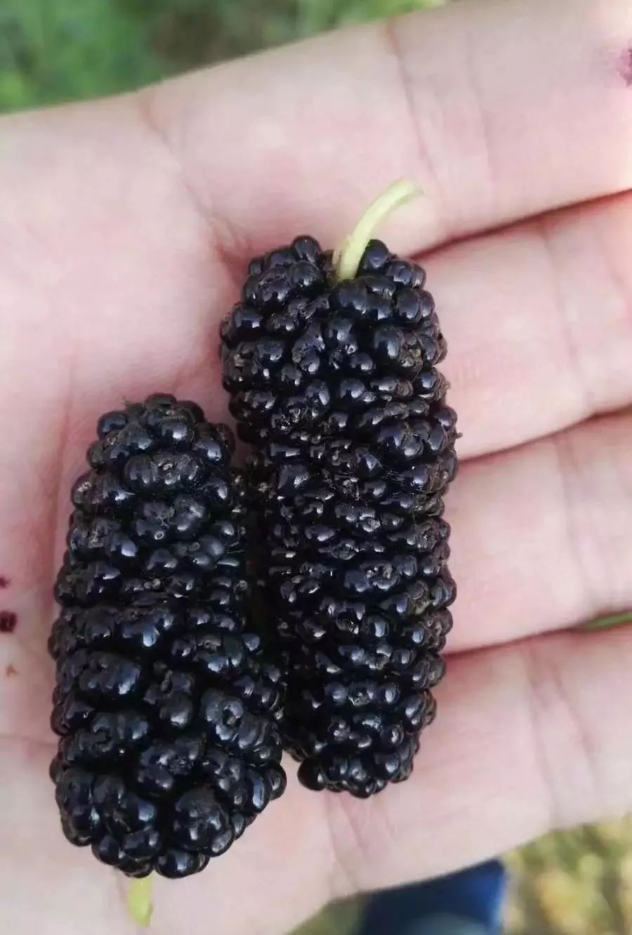 电话:18838055828▲现场采摘到的大桑葚,诱人啊5月12日,正值母亲节