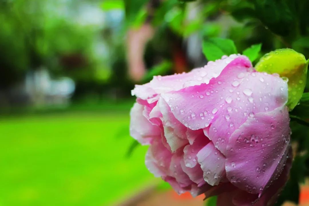 雨落校园弥漫于整个校园泥土的芬芳伴着花香千蕊香春去眉目清滴露沿途