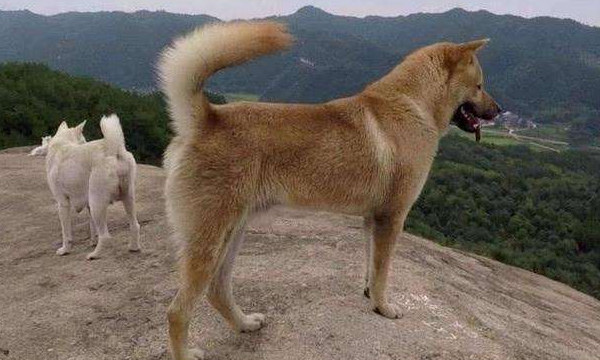 农村老话燕知寒门狗知新婿啥意思农村土狗真有灵性吗