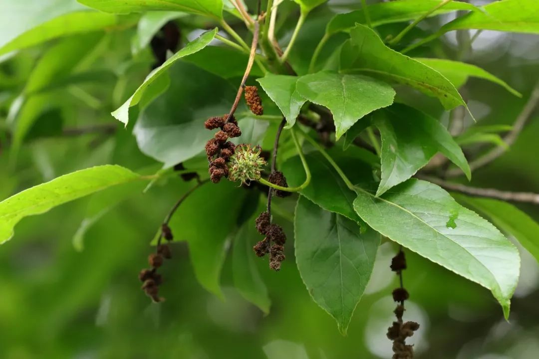 叶子只有典型枫香叶子的半边,故名半枫,但是"荷"字又何解呢?