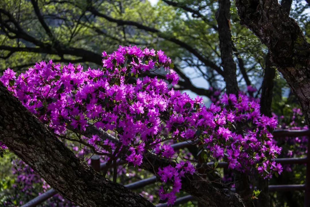 5月打卡老君山赴一场高山杜鹃的约会
