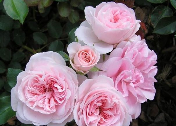 每日一花波萨诺瓦月季小集群开放花开粉红色