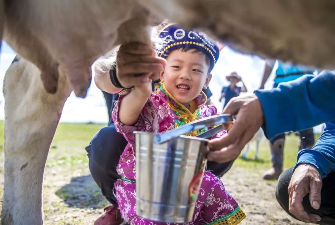 喝上一碗刚刚煮好的奶茶,在牧民的指导下,一起喂小羊挤牛奶