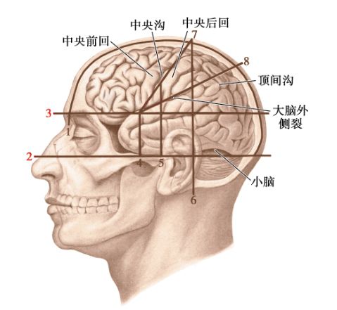 神经平面体表标志图图片