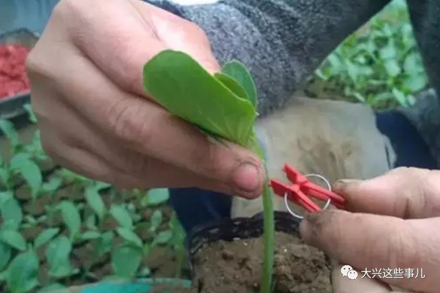 嫁接可以提高西瓜抗枯萎病的能力