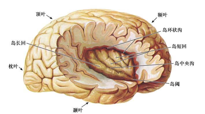 图8-6 脑岛(六)边缘叶边缘叶位于大脑半球的内侧面,现今一般学者认为