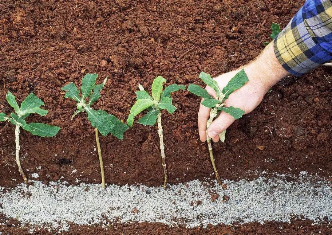 搞懂这些扦插细节,会让你的扦插素材存活率高达99%