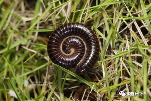 虫趣点滴深圳千足虫图鉴20