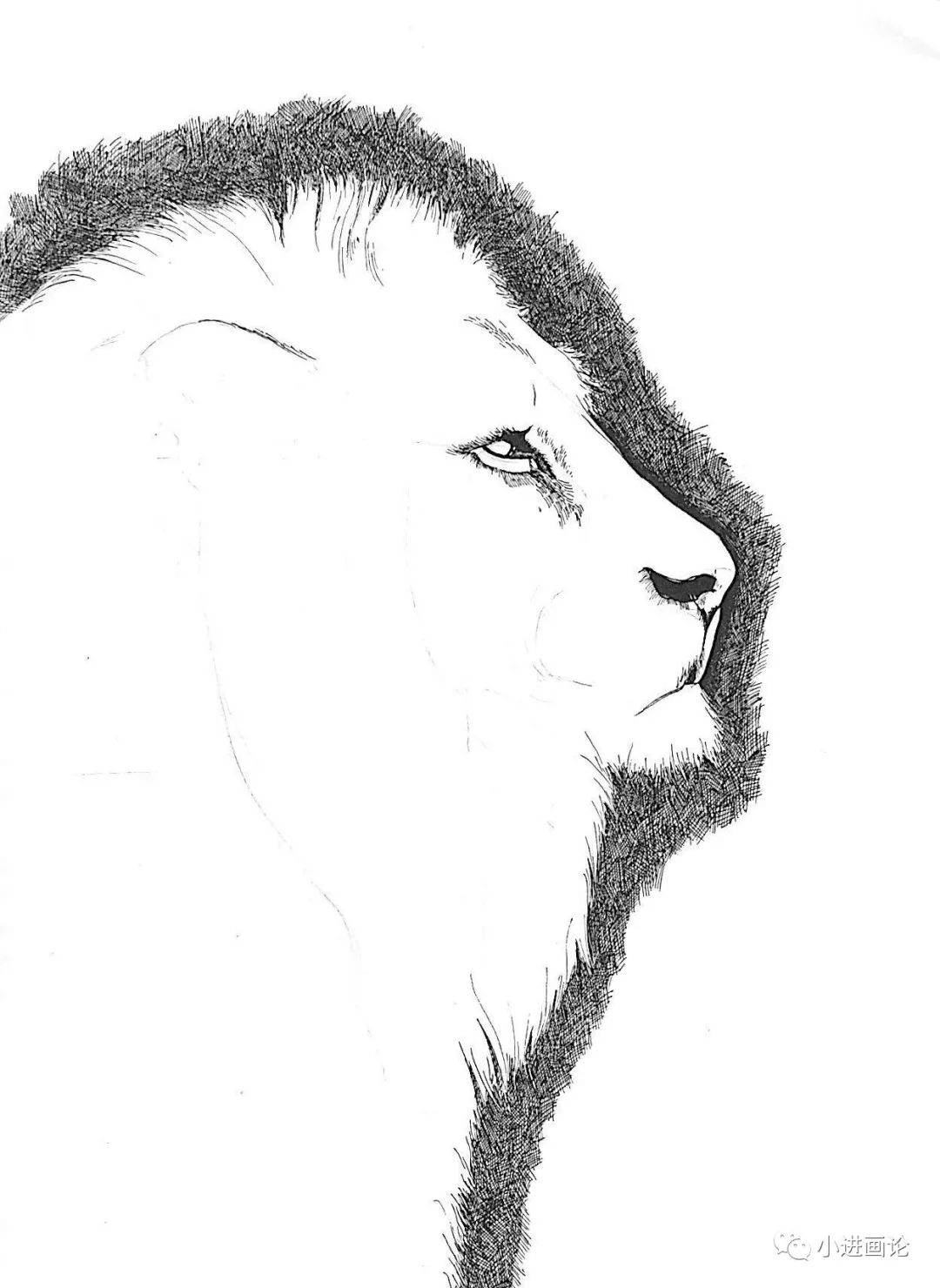 四,画出眼睛,鼻孔,耳廓等就是狮子面部上颜色最重的部位