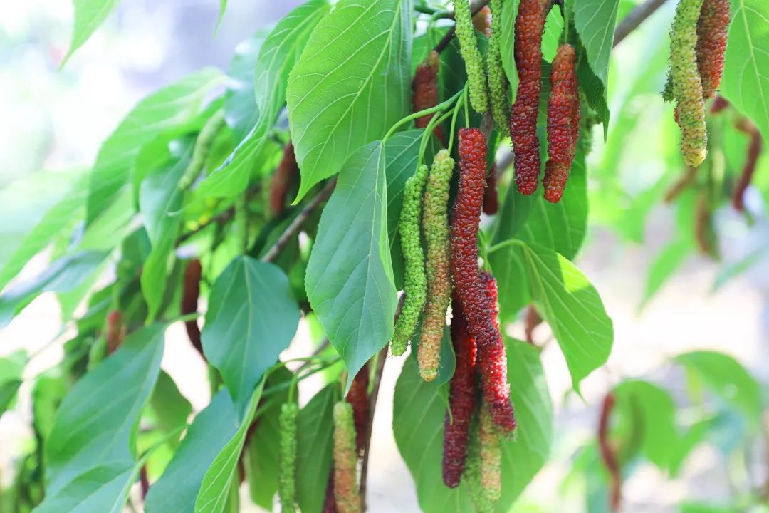 天府新区这家桑果园现摘现吃,而且还赠送半斤打包带走!