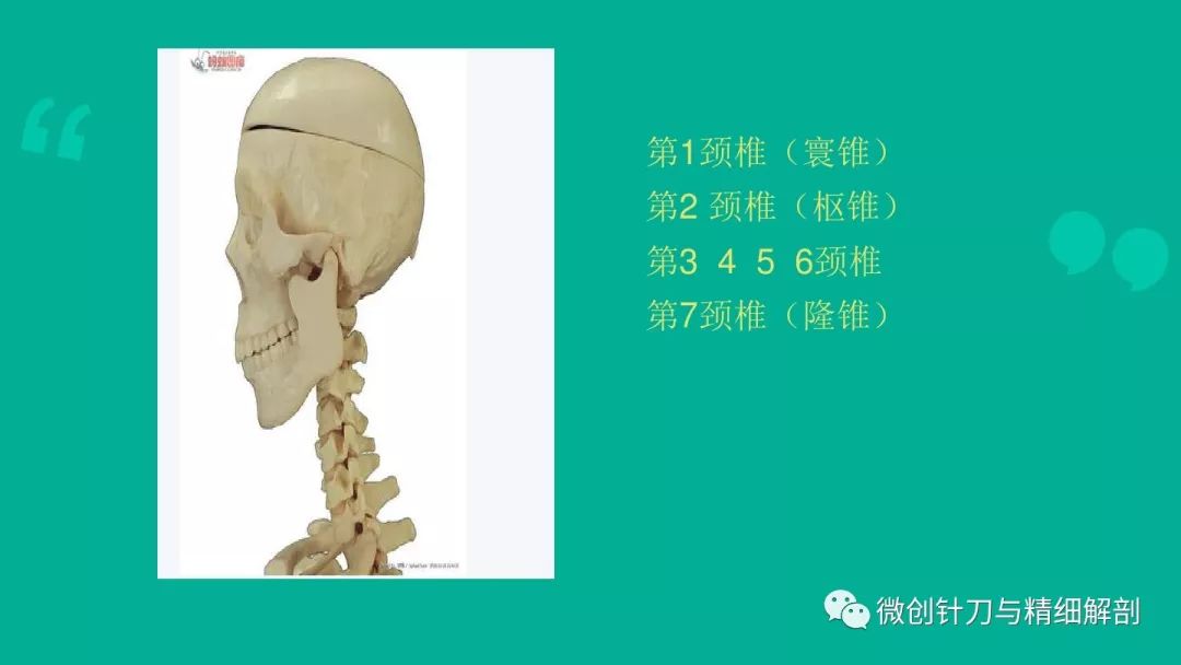 頸椎病的解剖學基礎與診斷