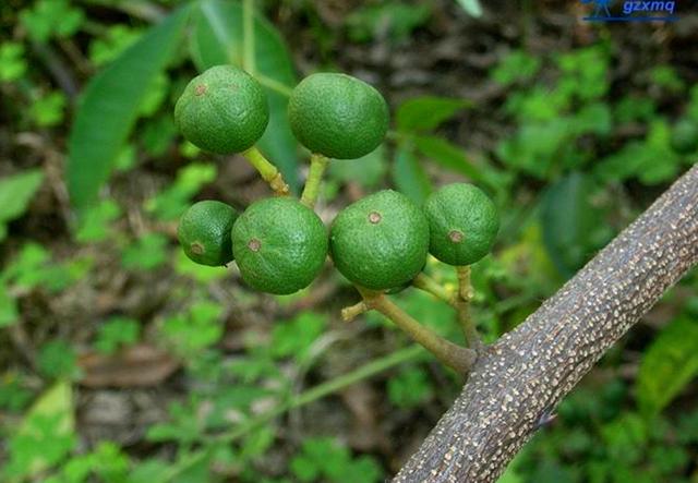 農村這野生植物,以前農民看到就砍伐,卻不知它是上好的藥材_飛龍掌