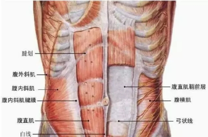 腹背肌上下拉长,前后平衡收紧,腹斜肌从两侧左右固定,是稳定中轴的
