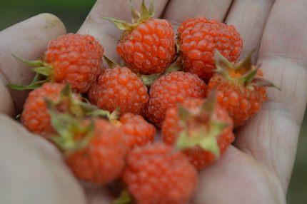 农村有这样一种水果,酸甜可口,孩子们都抢着吃!